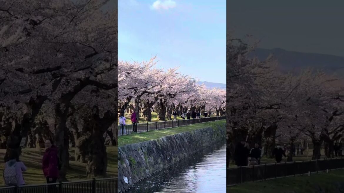 🌸 Goryokaku Park is turning pink this week!
