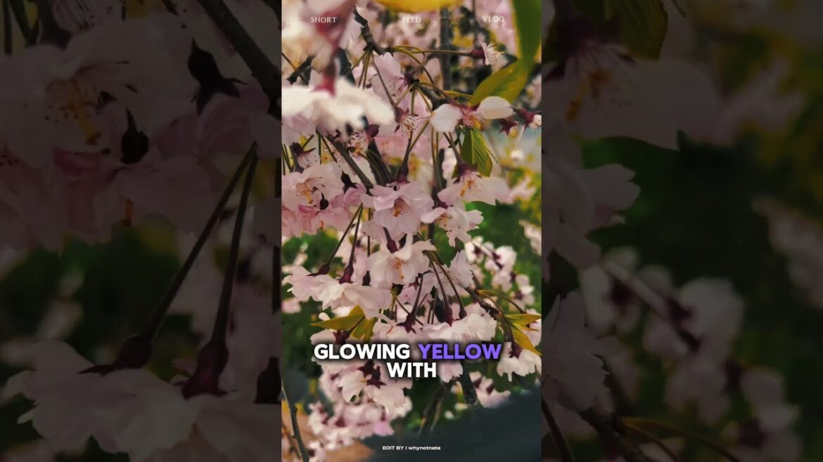 Still want to catch Sakura in Japan ? Yes, you can make it! #travel #japan #sakura