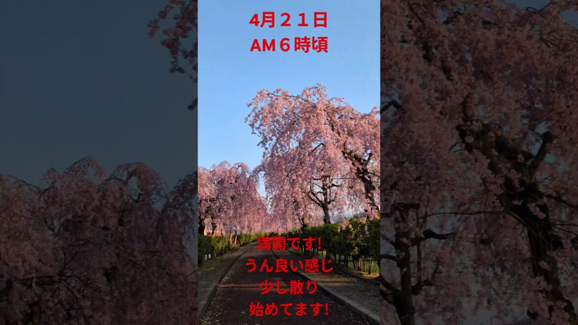 福島県喜多方市しだれ桜 #さくら #開花情報 #開花状況 #散歩 #桜 #しだれ桜 #喜多方 #1