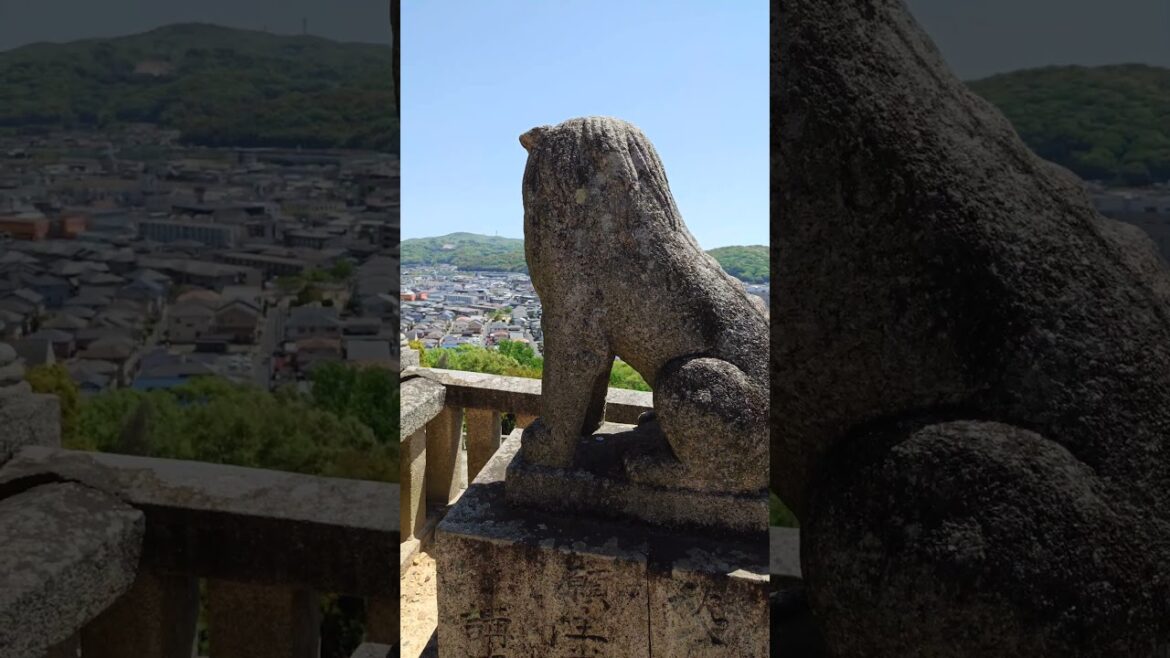 倉敷の街を眺める狛犬さん🦮　#狛犬 #倉敷市 #神社 #足高神社