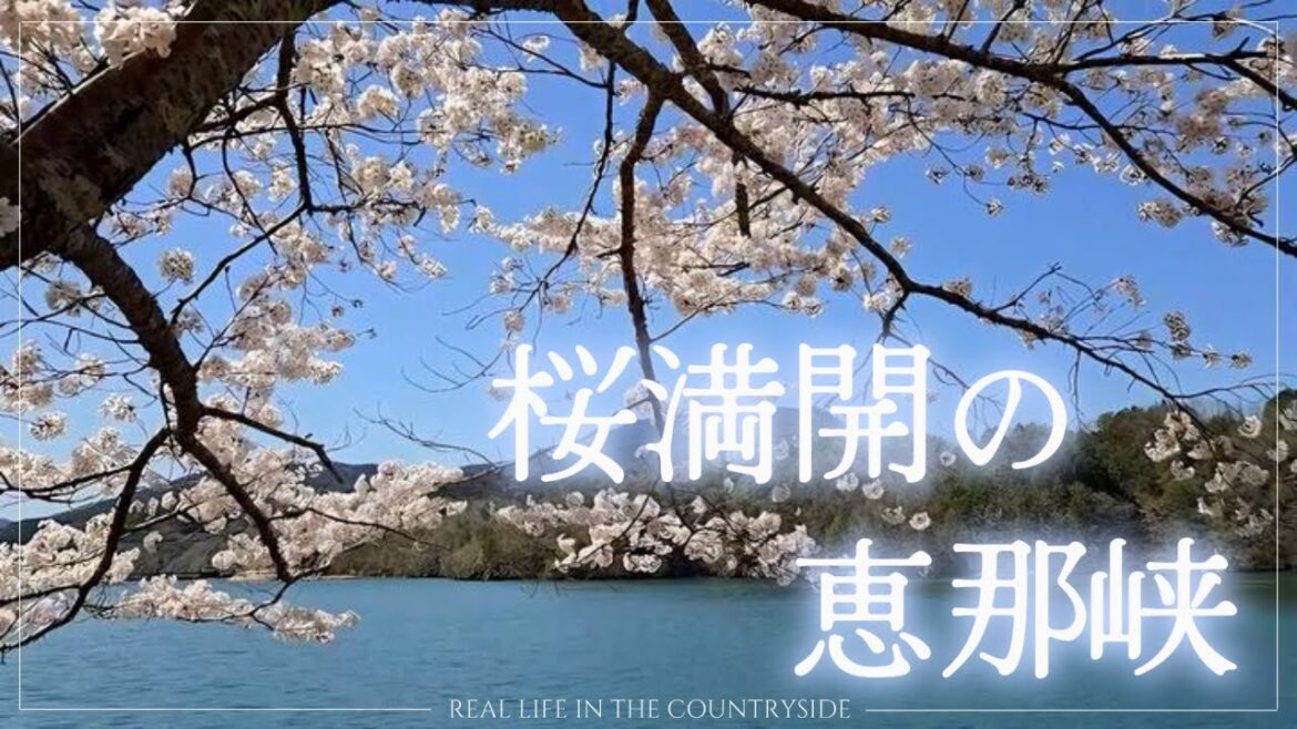 I 桜満開の恵那峡 I 田舎暮らしVlog