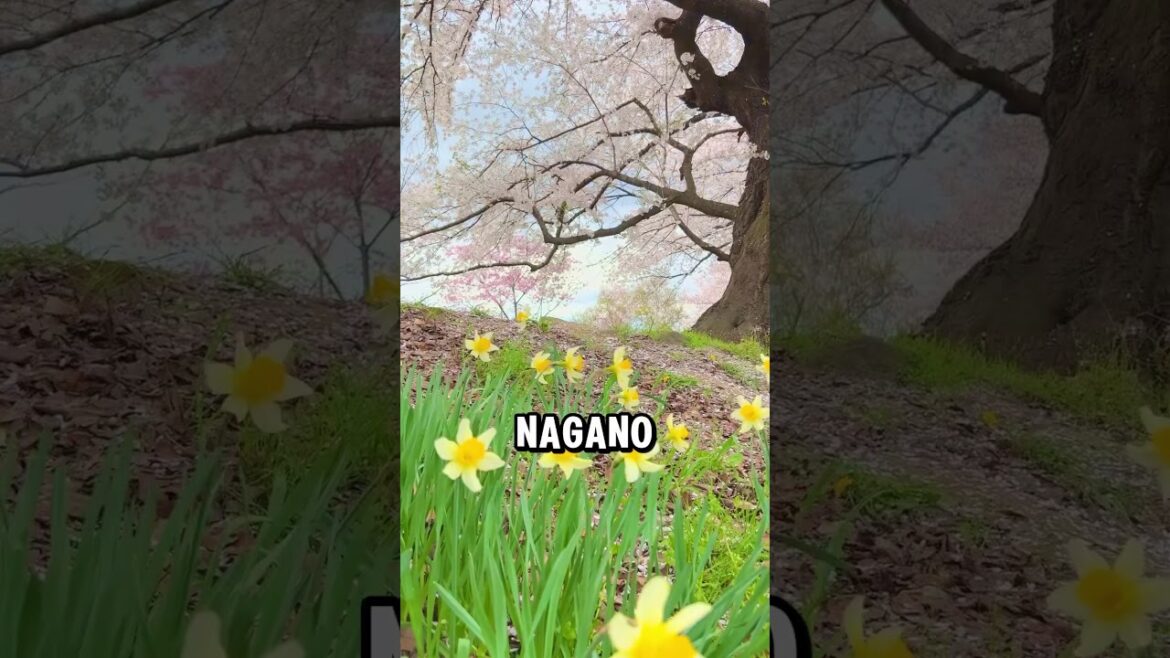 Still want to catch Sakura in Japan ? Yes, you can make it! #travel #japan #sakura