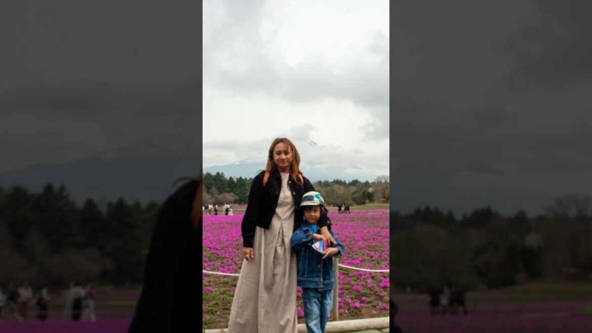 #fuji #shibazakura #flowerfields #japan #springvibes #cloudybutcute #travelmoments #worthit #fujisan #fuji #shibazakura #flowerfields #japan #springvibes #cloudybutcute #travelmoments #worthit #fujisan