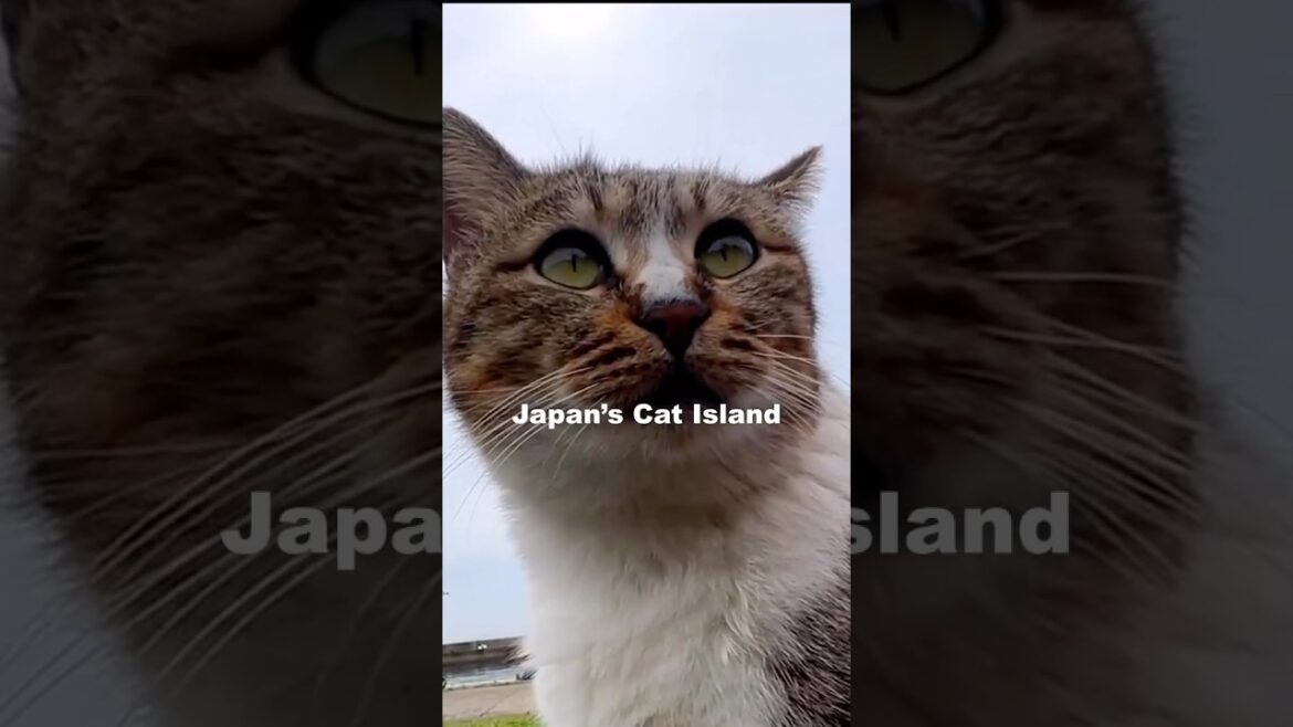 Japan’s Cat Island / Ainoshima in Fukuoka #ainoshima #shorts  #catisland #japantravel #japan Japan’s Cat Island / Ainoshima in Fukuoka #ainoshima #shorts  #catisland #japantravel #japan