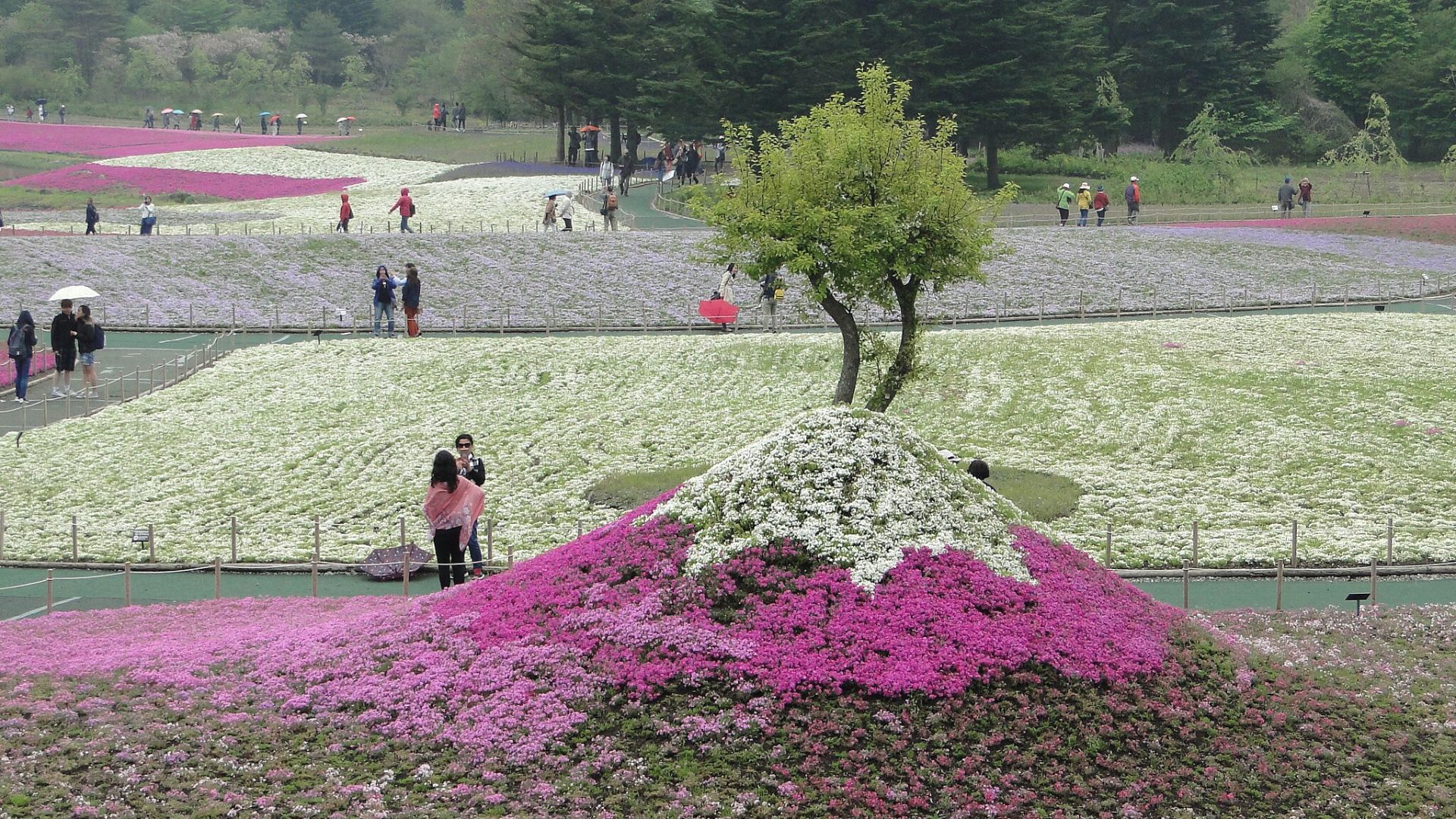 shibazakura flower festival