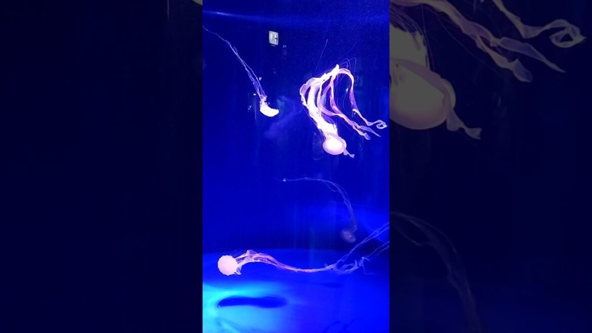 Jellyfish #shorts #foryou #otaruaquarium #youtubeshorts  #travel #japantravel#otaru #hokkaido #japan Jellyfish #shorts #foryou #otaruaquarium #youtubeshorts  #travel #japantravel#otaru #hokkaido #japan
