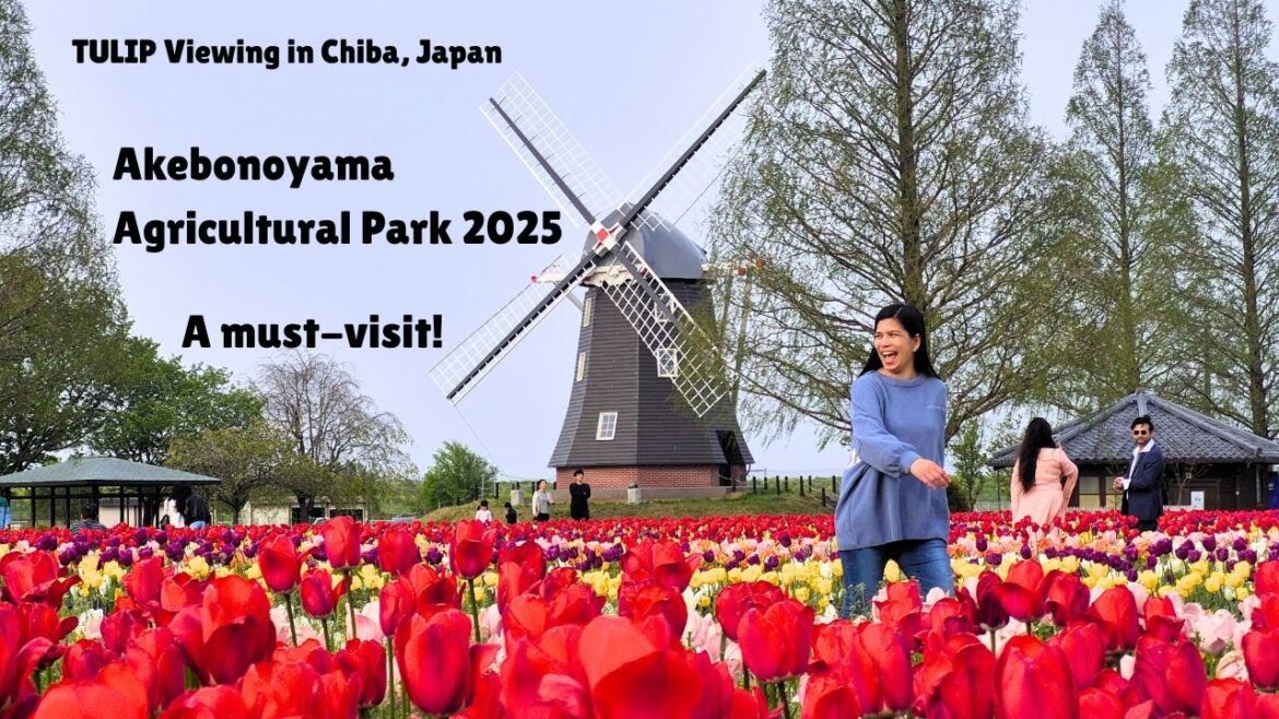 TULIP Viewing in Chiba, Japan. Akebonoyama Agricultural Park 2025. A must-visit!