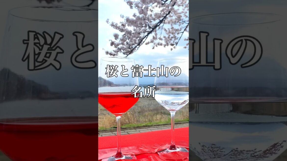 富士山と桜が楽しめるお花見スポット【絶景河口湖】#shorts #旅行 #観光 #japan #癒し #風景 #自然 #景色 #綺麗 #桜 #散歩 #おでかけ #お花見 #湖畔 #山梨 #河口湖 富士山と桜が楽しめるお花見スポット【絶景河口湖】#shorts #旅行 #観光 #japan #癒し #風景 #自然 #景色 #綺麗 #桜 #散歩 #おでかけ #お花見 #湖畔 #山梨 #河口湖