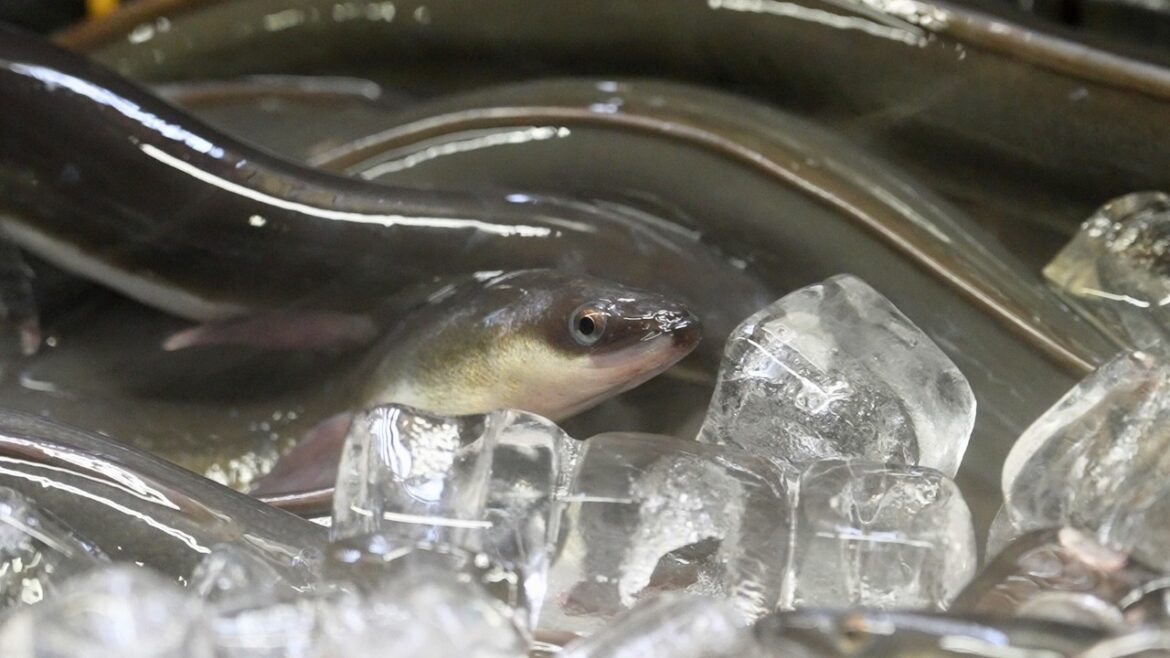 Legendary Unagi Grilled Eel Restaurant in Kyoto