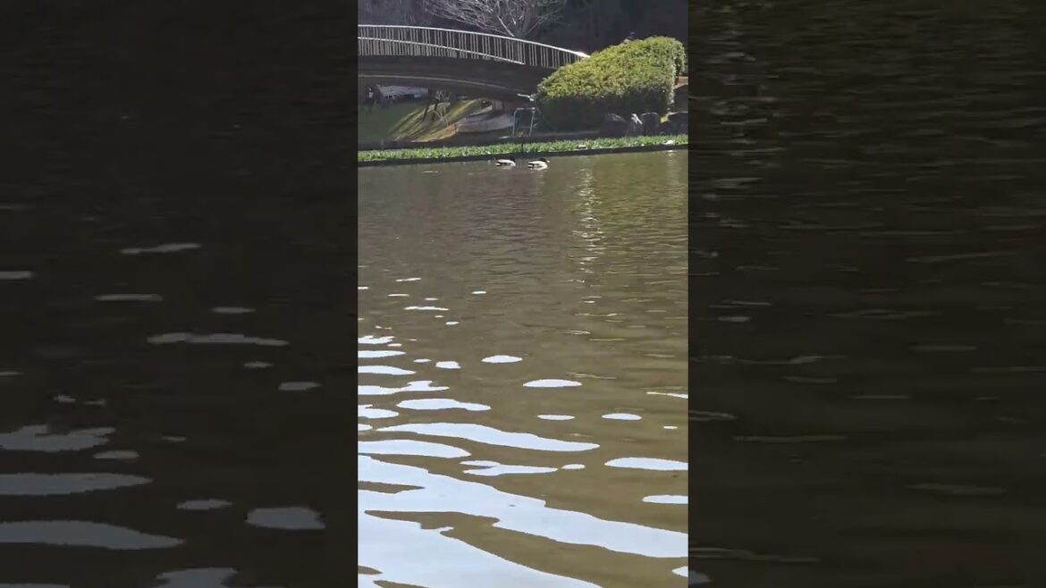 japan is so beautiful 😍 #japan #travel #hamamatsu #share