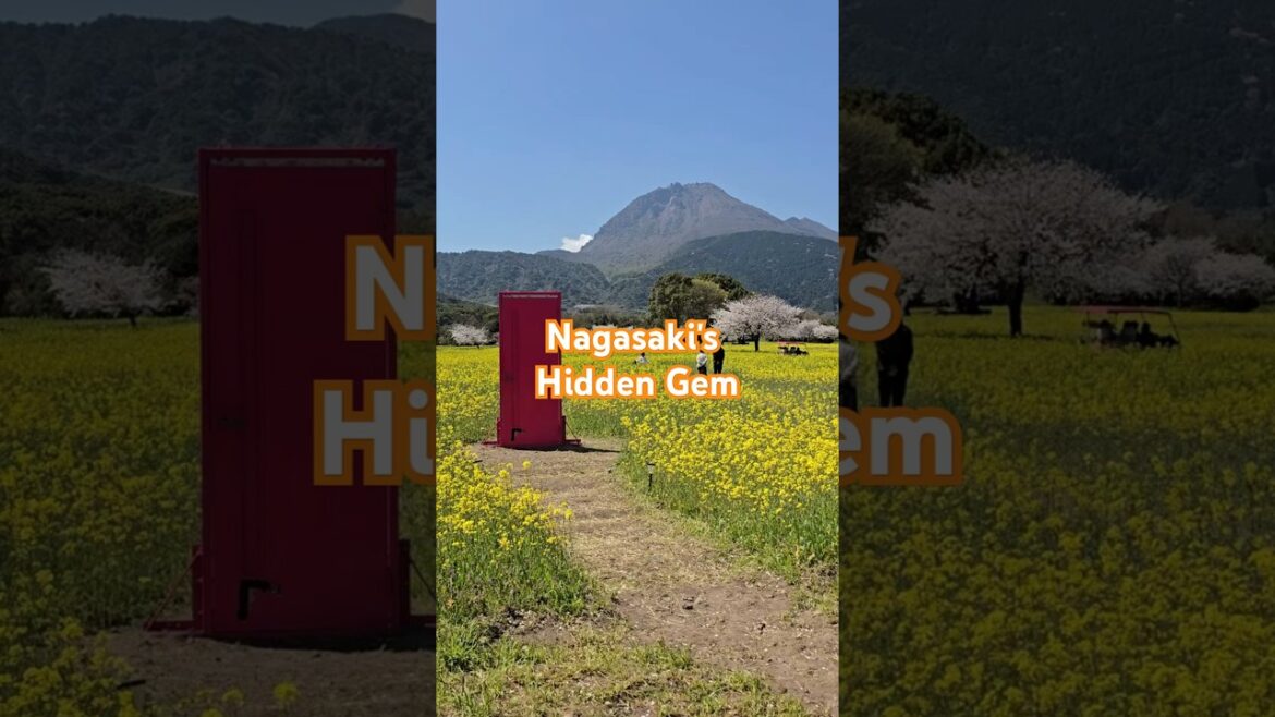 Nagasaki's Hidden Gem: Shimabara Flower Park #japan #travel #cherry #blossom #nagasaki