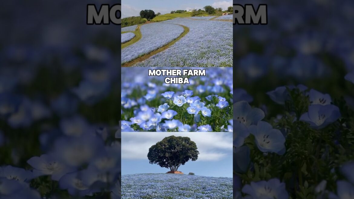 Japan Flower Spot | Mother Farm Japan Flower Spot | Mother Farm