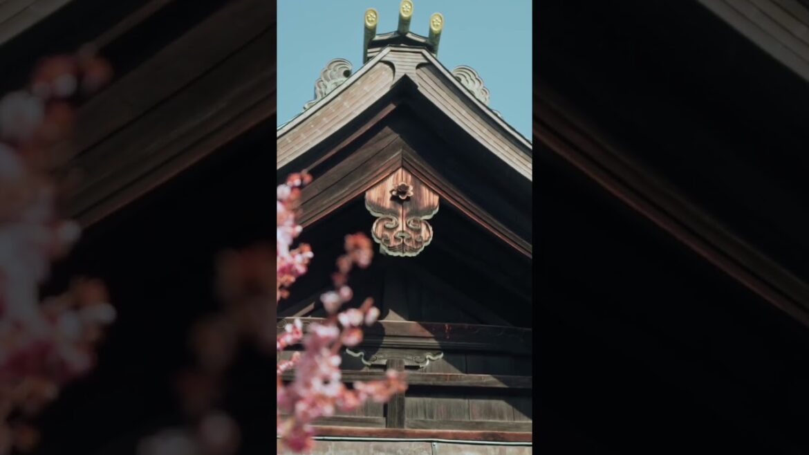 Wandering Through Japan’s Beauty #japan #japantravel #japaneseculture #japanvlog #travel Wandering Through Japan’s Beauty #japan #japantravel #japaneseculture #japanvlog #travel