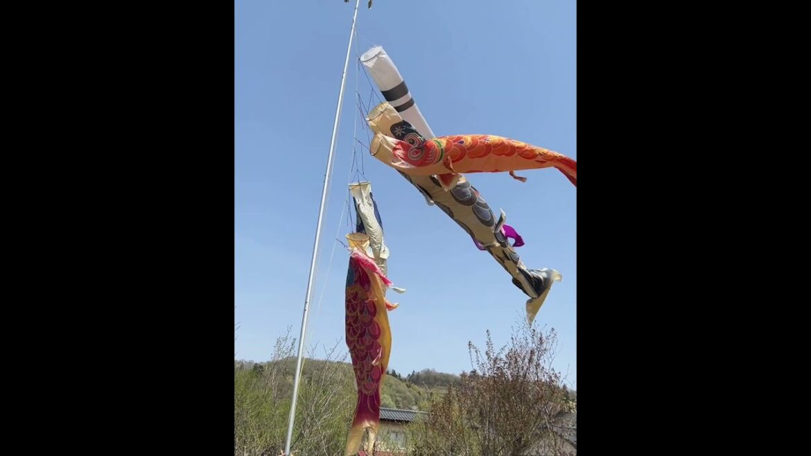 ป￼ลาลอยฟ้า เฝ้าสวนทุ่งดอกทิวลิป ที่ฟุกุชิมะ