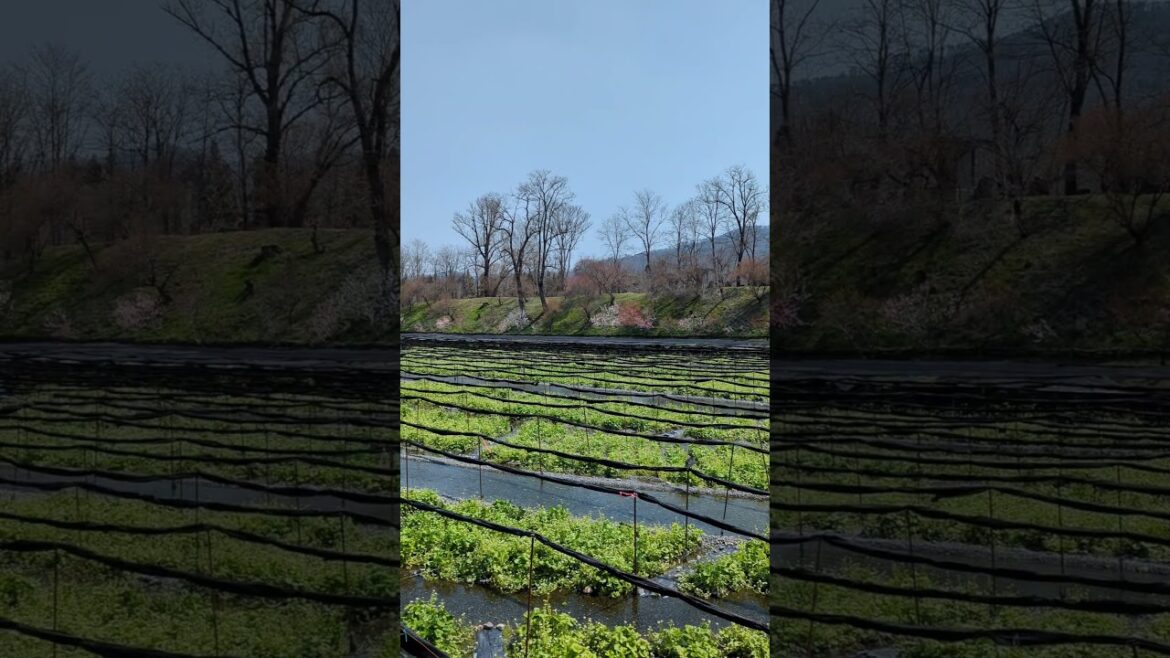 The Largest Wasabi Farm in Japan! #wasabi #japan
