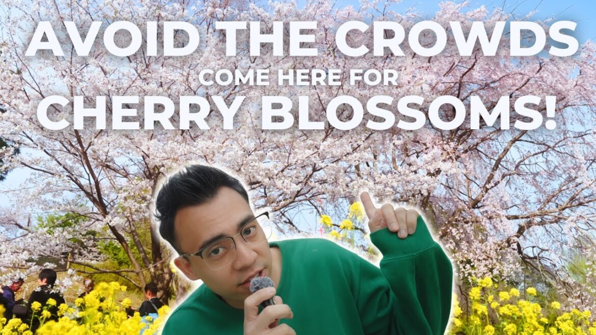 This LOCAL gem is One of Japan’s Top 100 Hanami Parks! This LOCAL gem is One of Japan’s Top 100 Hanami Parks!