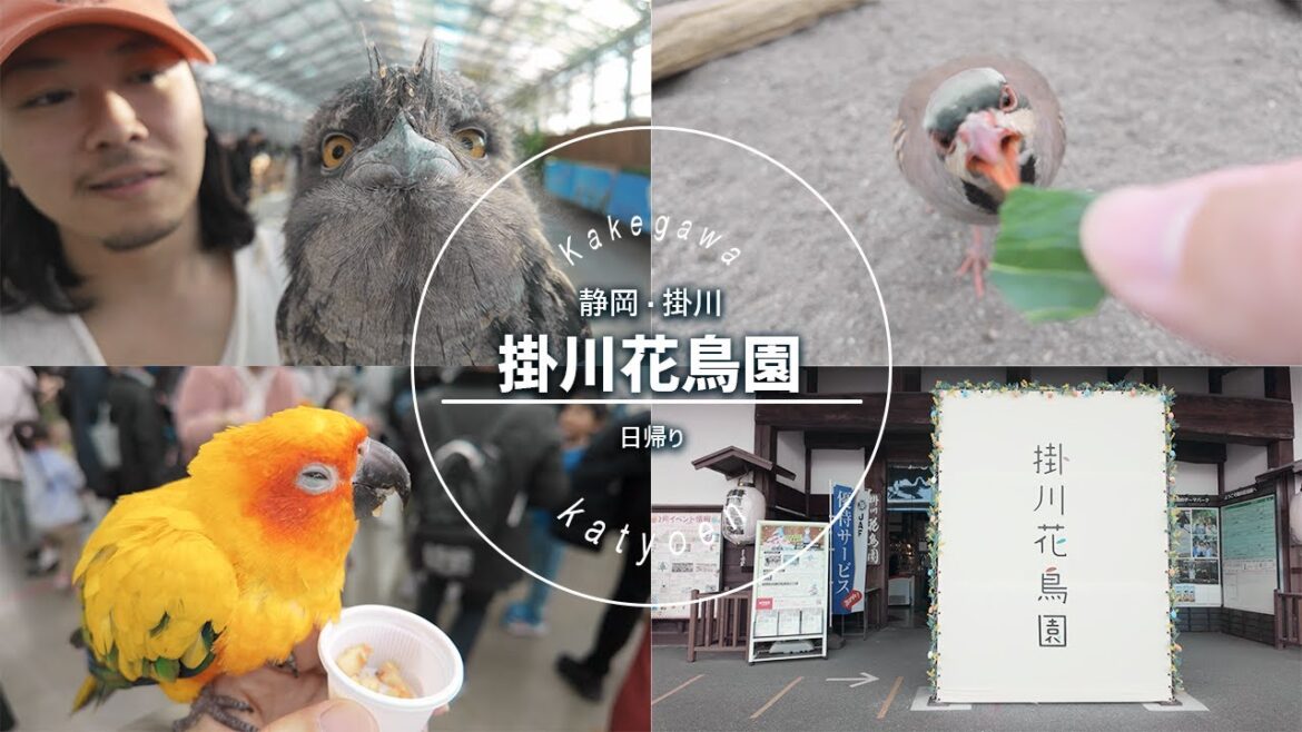 【掛川】ハシビロコウに会える掛川花鳥園！インコ・フクロウ・バードショー満喫 4K