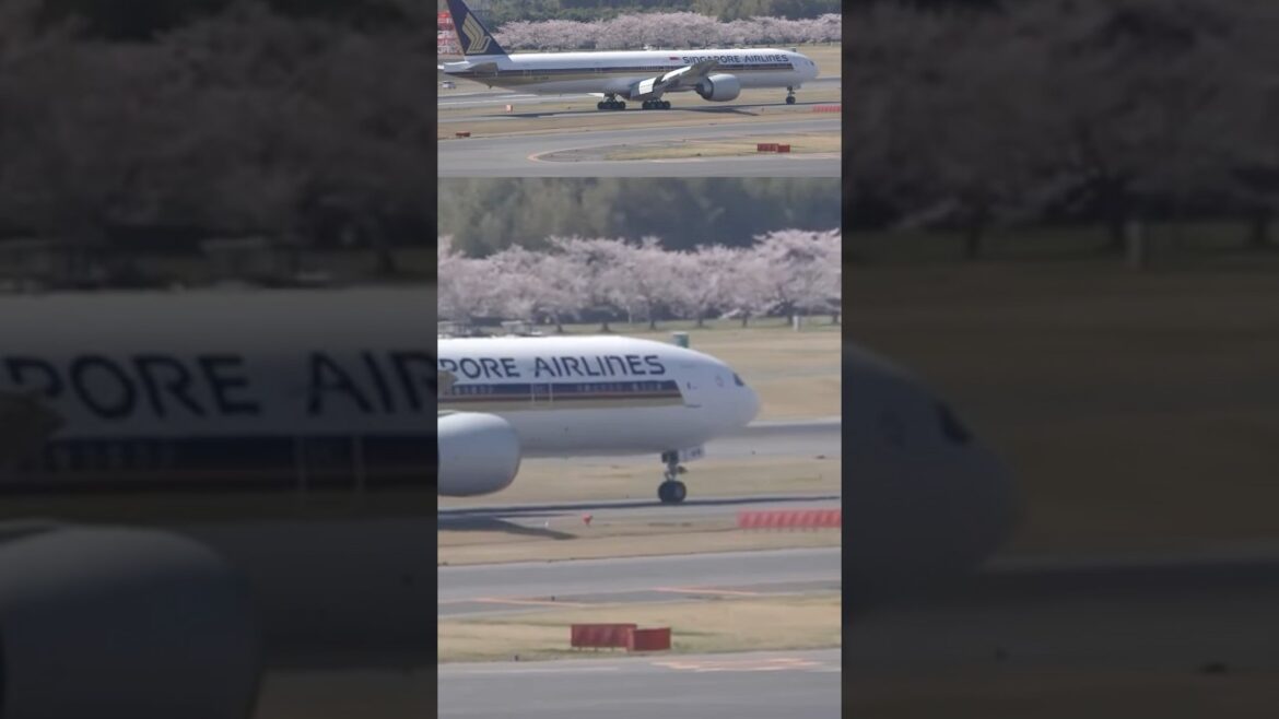 Cherry blossoms should be blooming along the runway at Narita Airport Japan This month #information