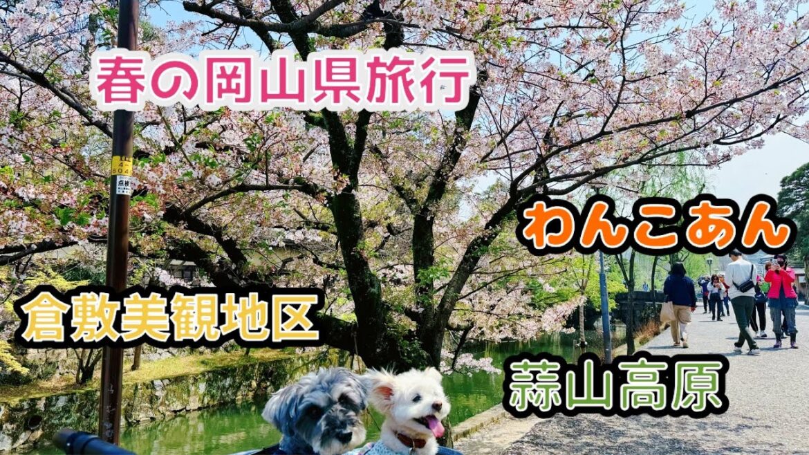 【わんこと旅行】 2025春の倉敷美観地区とわんこあんお泊まり