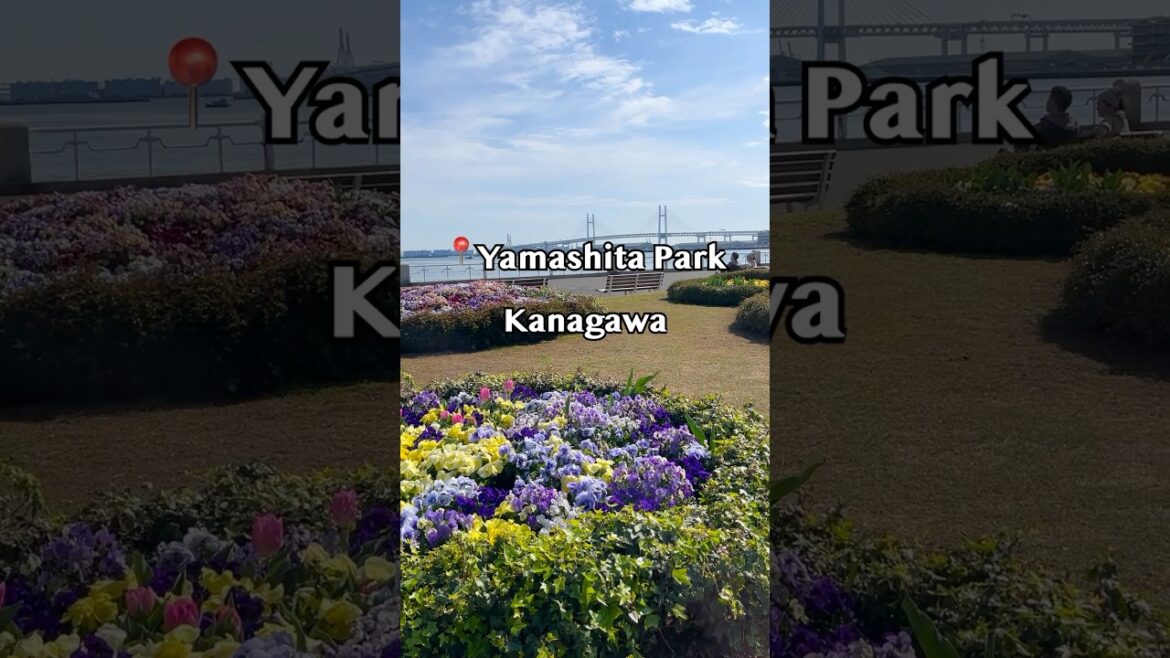 πΌ π· π Yamashita Park (ε±±δΈε
¬ε β η₯ε₯ε·) πΌ π· π Yamashita Park (ε±±δΈε
¬ε β η₯ε₯ε·)