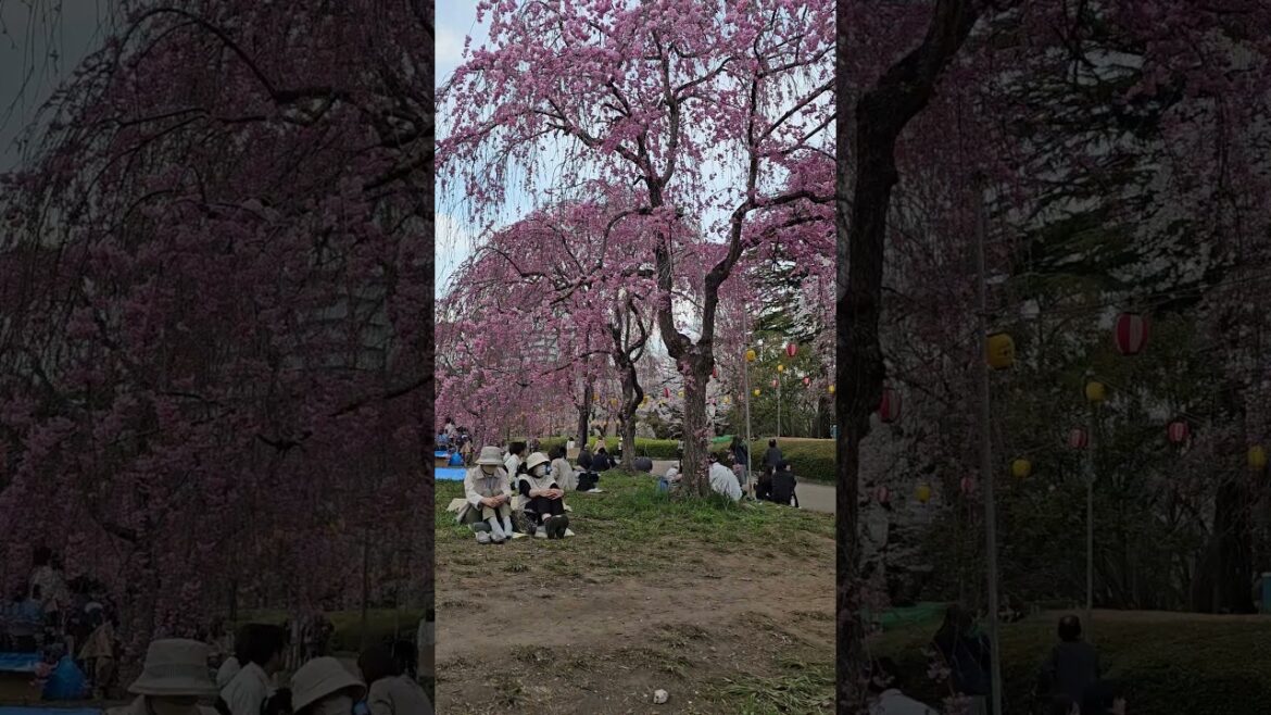 #japan #sendai #travel #hamani