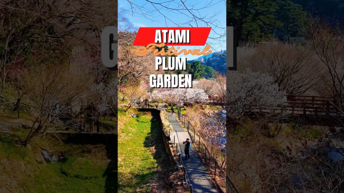Atami Plum Garden Cherry Blossom 2025