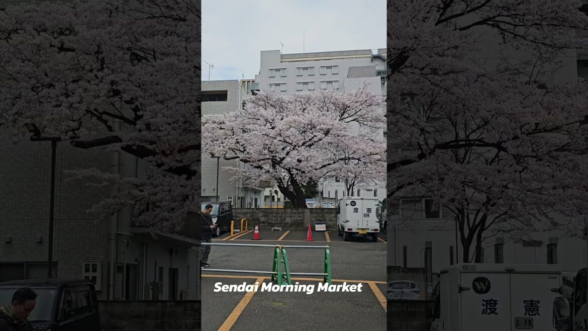 #japan #travel #sendai #sakura