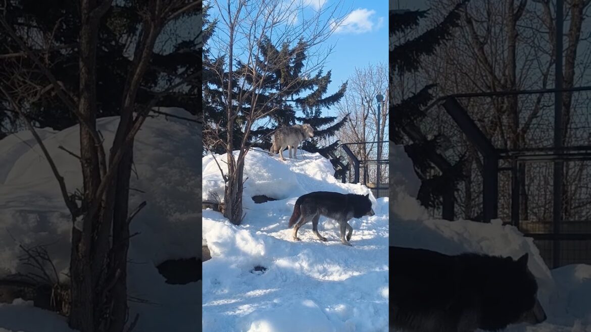 Wolves Howling in Japan 🇯🇵 #shorts