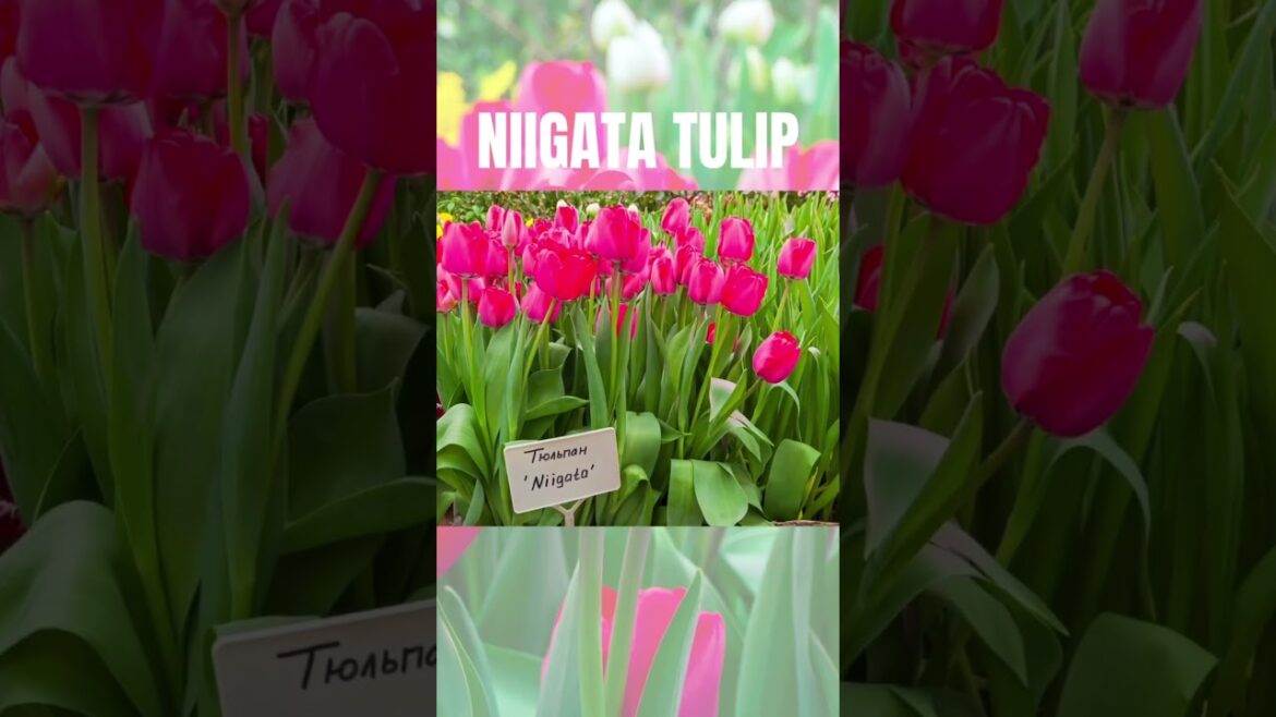 THIS IS NIIGATA#shorts