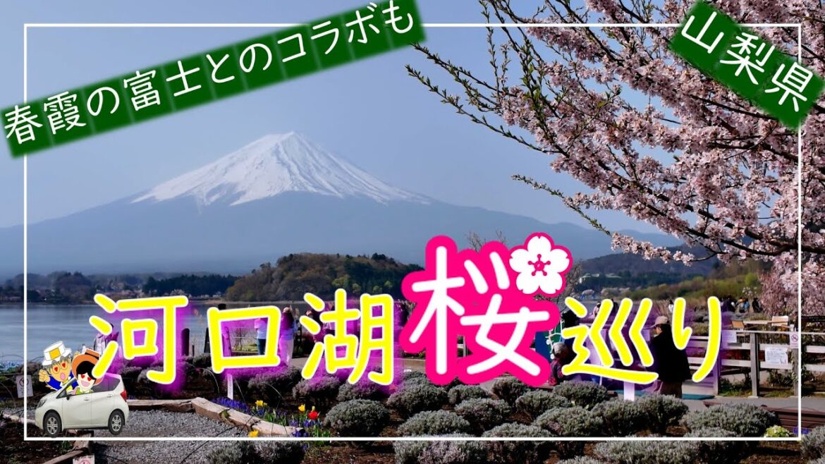 【河口湖桜巡り】満開の桜が春霞の富士を背に神秘的で美しく咲き誇っています。そんな河口湖をドライブで巡ります。