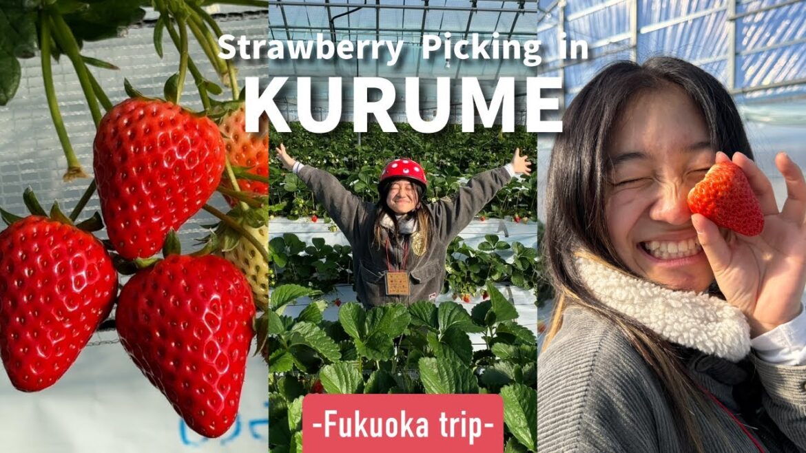 Strawberry Picking in Fukuoka at The Migita Orchard〈右田果樹園〉｜Japan Travel