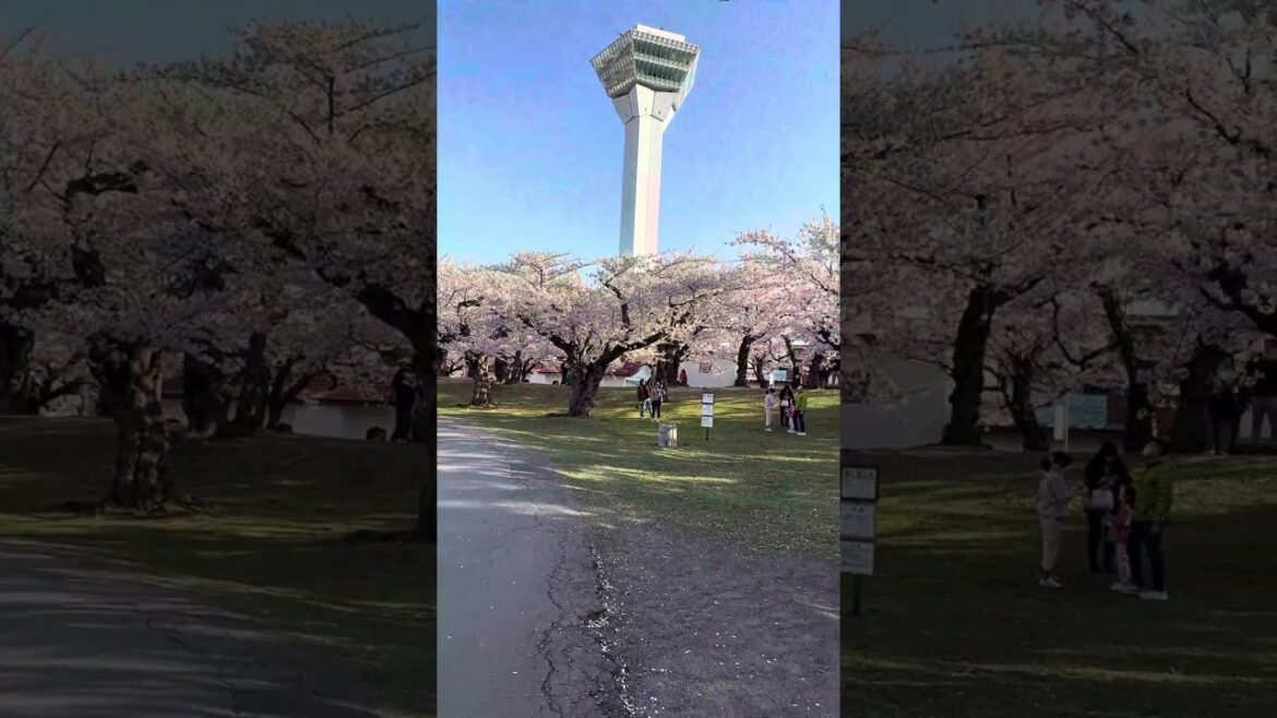 🌸 Full bloom is forecast for April 27, and it’s going to be breathtaking! 🌸 Full bloom is forecast for April 27, and it’s going to be breathtaking!