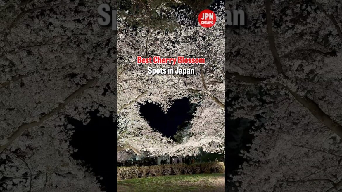 6 Best Cherry Blossom Spots in Japan