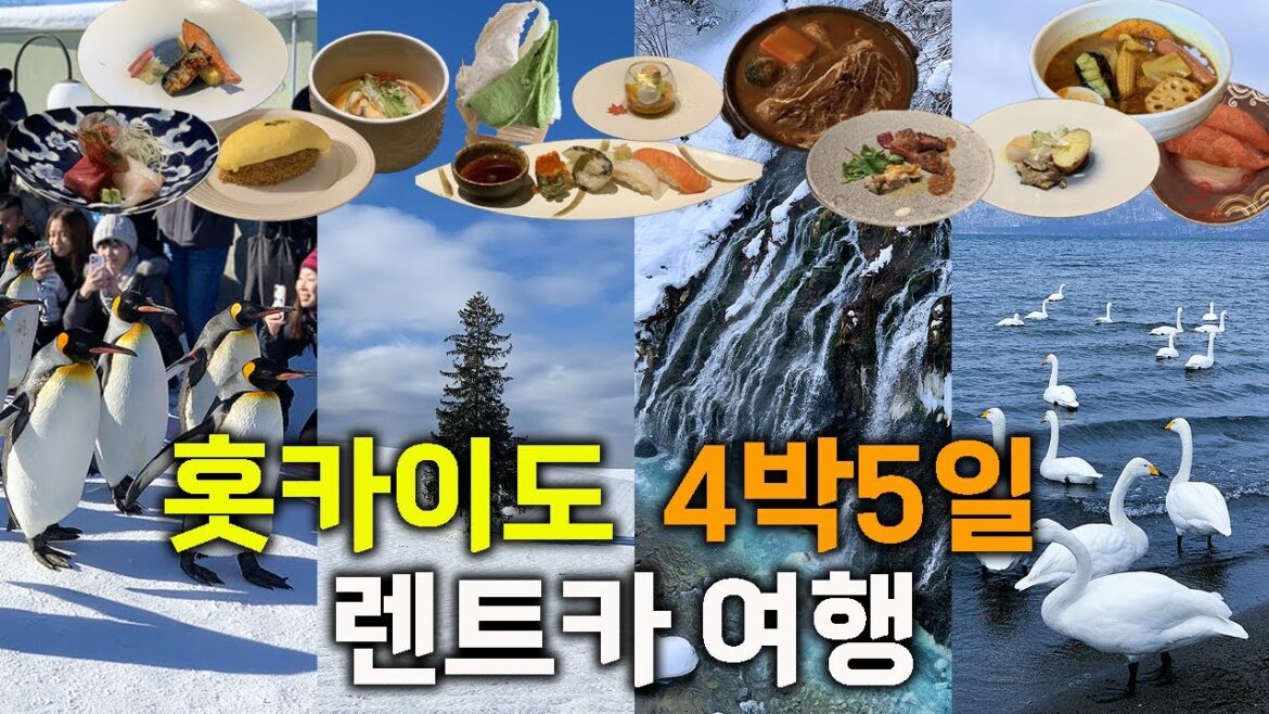 홋카이도 도동 4박5일 렌트카 여행 끝판왕! | 비에이,시레토코,아바시리 등 (파인다이닝급 무한리필,귀여운 펭귄산책,백조 온천,스프카레,우설스튜,스시맛집) feat.삿포로 제외 홋카이도 도동 4박5일 렌트카 여행 끝판왕! | 비에이,시레토코,아바시리 등 (파인다이닝급 무한리필,귀여운 펭귄산책,백조 온천,스프카레,우설스튜,스시맛집) feat.삿포로 제외