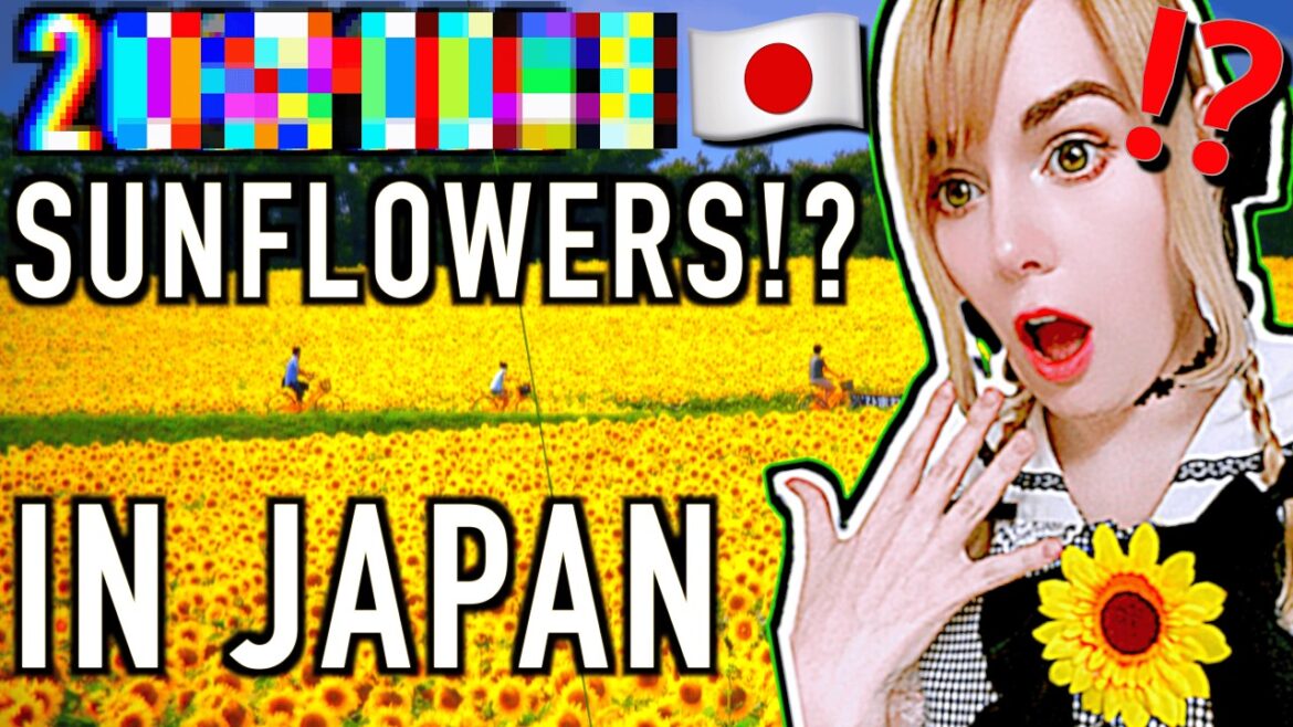 Hidden Sunflower Village in Japan! | Sunflower Fields in Hokuryu Town | Hokkaido Travel Vlog Guide