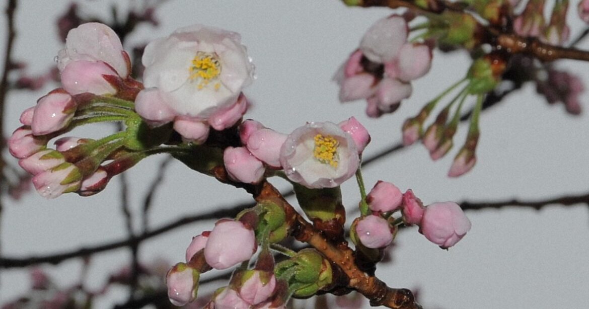 Easy Japanese news in translation: Cherry trees start blooming in Hokkaido Easy Japanese news in translation: Cherry trees start blooming in Hokkaido