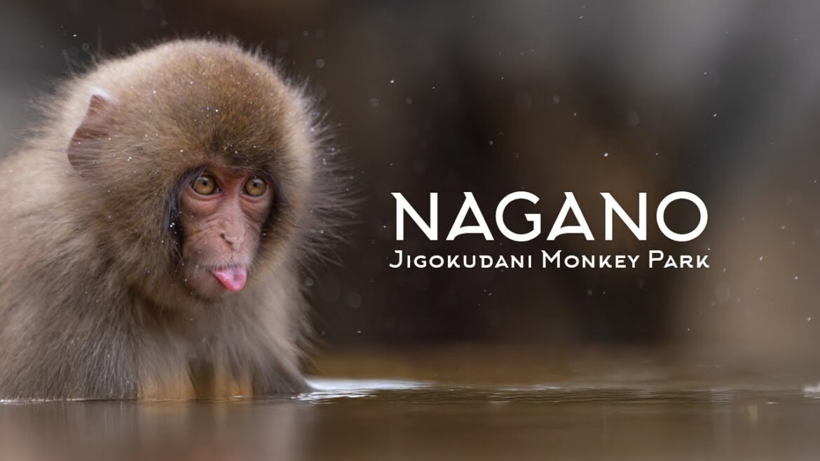 Exploring Hidden Japan: Nagano, Matsumoto & Jigokudani Park