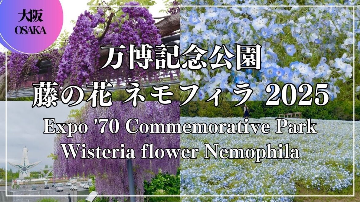 万博記念公園 藤の花 ネモフィラ 2025 Expo ’70 Commemorative Park Wisteria flower Nemophila Japantravel Osaka 大阪万博 万博記念公園 藤の花 ネモフィラ 2025 Expo '70 Commemorative Park Wisteria flower Nemophila Japantravel Osaka 大阪万博