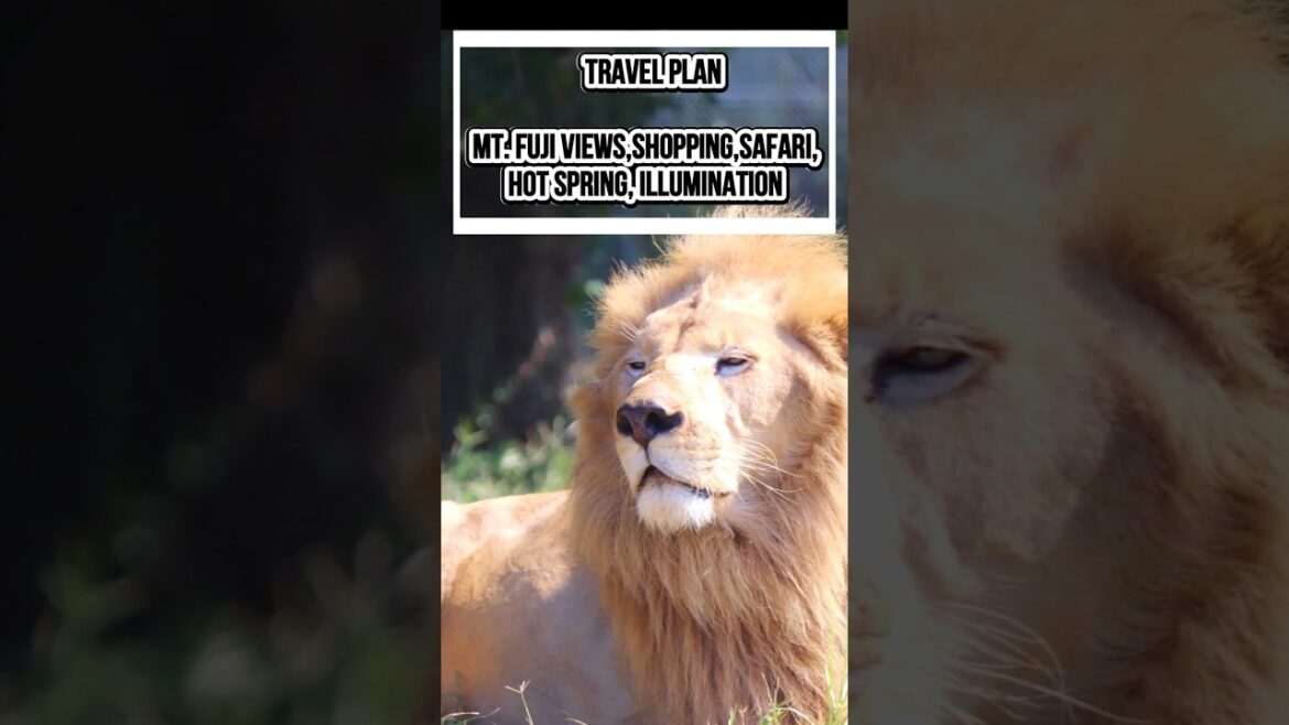 Mt. Fuji Travel Plan | Scenic Views, Shopping, Safari Park, Hot Spring & Illumination