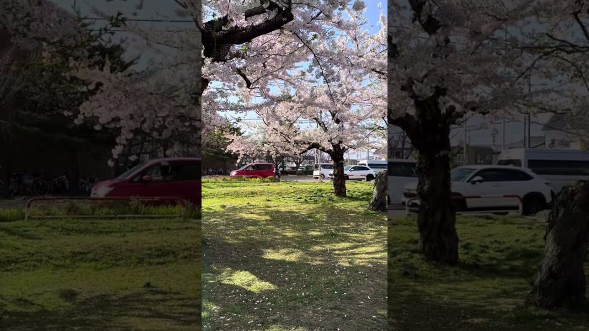 Tag someone you’d love to picnic here with! 🍱🌞