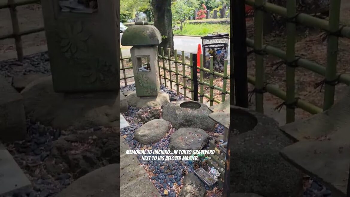 #tokyo #bodeanetravels #hachiko #dogheroes #dogstories #famousdogs #travel #japaneseculture