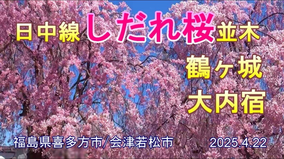 喜多方のしだれ桜、桜舞う鶴ヶ城、昔を偲ぶ大内宿