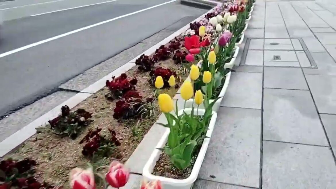 Japan's Blossom Season 🌸 #japan #blossom #tulip #daffodil #shinano