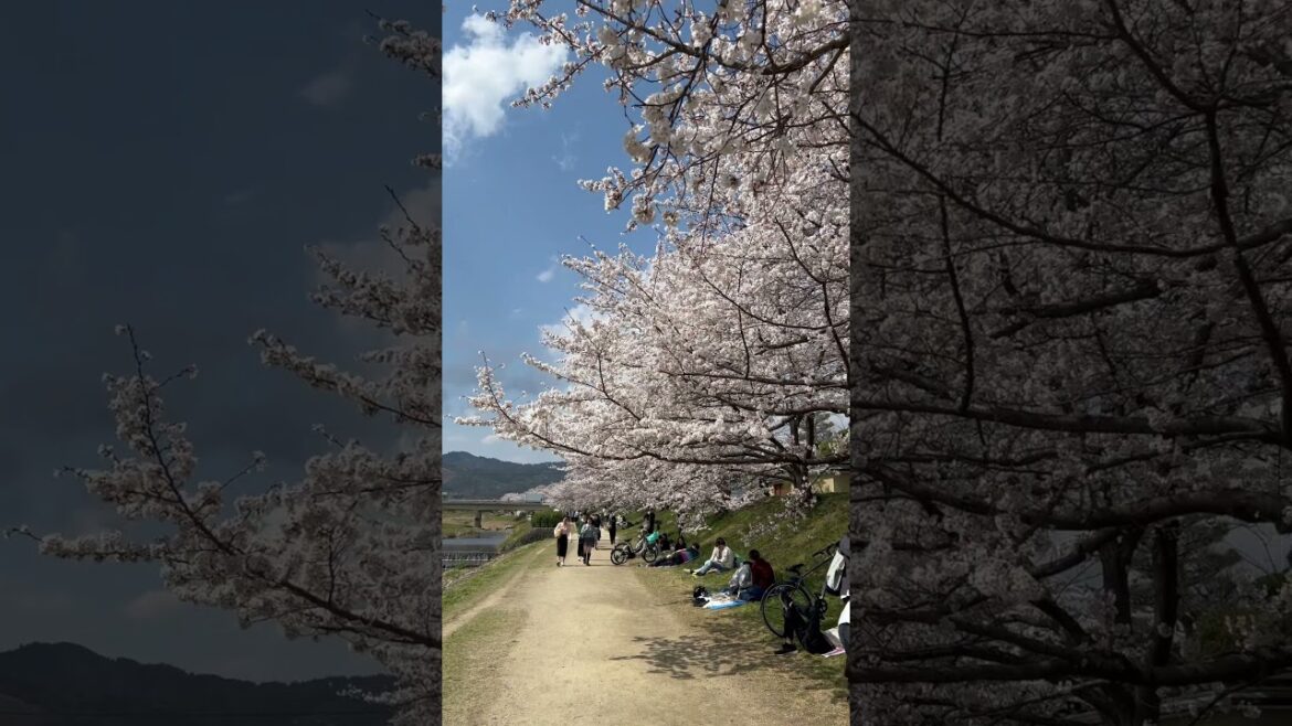 【KYOTO】Must-See Good Sakura Spot- Nagatani Street