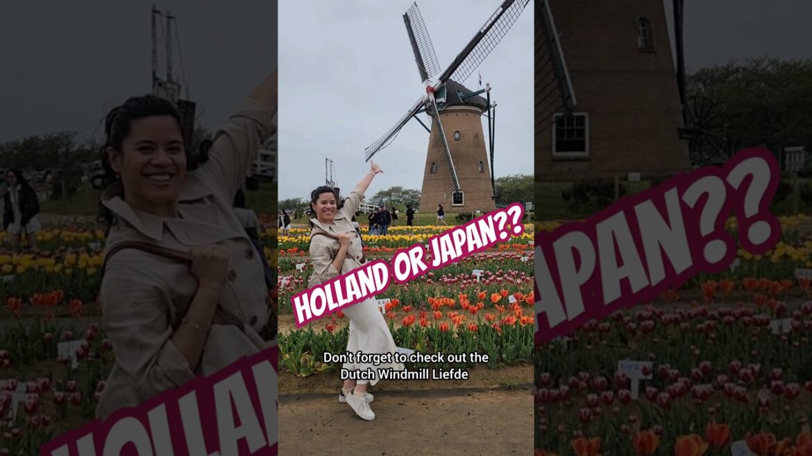Tulips and a Windmill? No, we're not in Holland. We're at the Tulip Festival in Chiba, Japan! 🌷