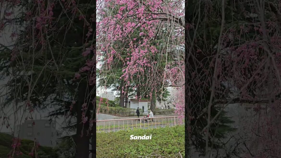 #japan #sendai #sakura