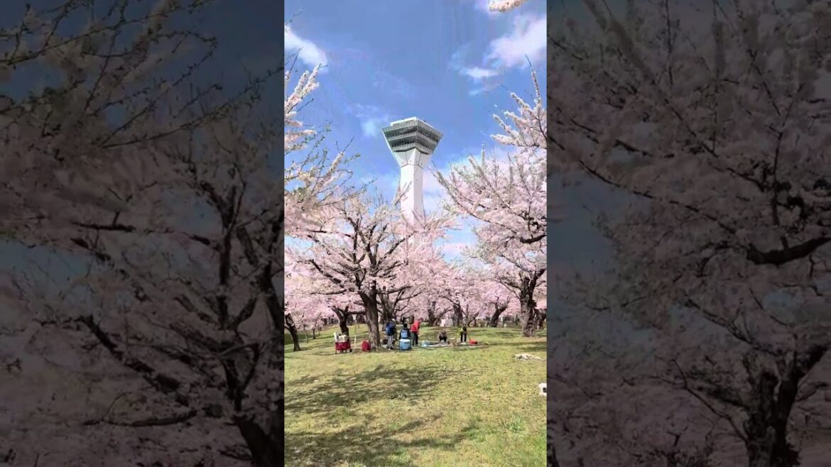 Share  unforgettable memories under the cherry blossoms at Goryokaku Park