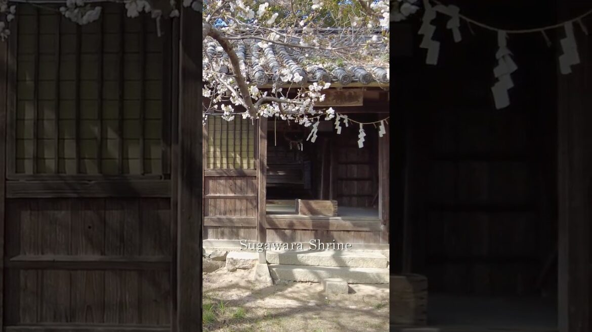 The Small Shrine Where Cherry Blossoms Bloom, Sugawara Shrine - Innoshima, Hiroshima #shorts