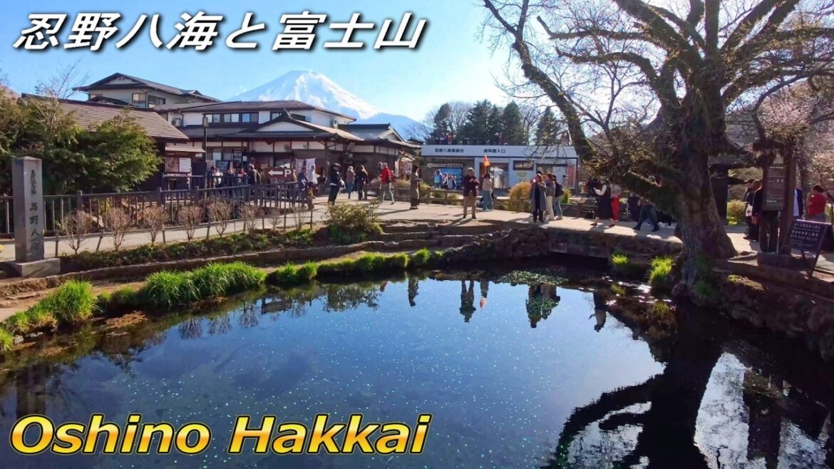 [4K Japan] Cherry blossoms at Oshino Hakkai with Mount Fuji towering in the background