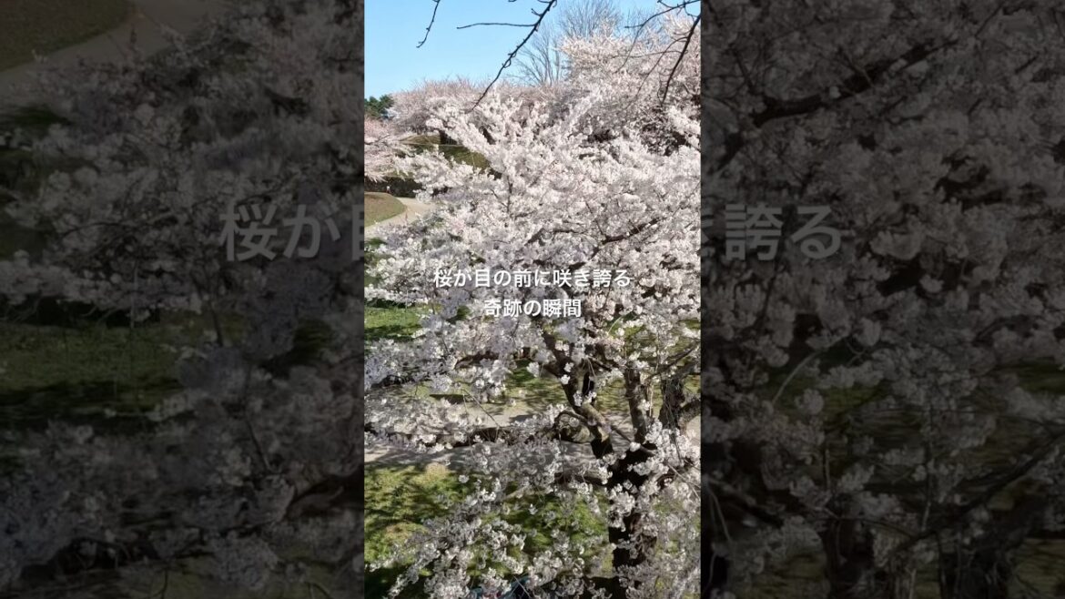 【日本の絶景】春の五稜郭　桜　Goryokaku　函館人気観光スポット